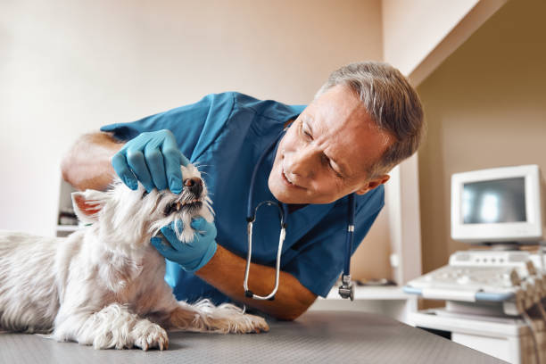 Best Emergency Care for Gum Disease in Aloha, OR